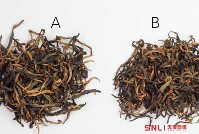 你真了解滇紅茶？科普別具魅力的云南紅茶