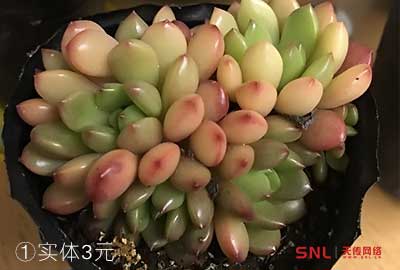 紅寶石多肉價格網(wǎng)購實體分別多少錢？電商運營實體調(diào)研