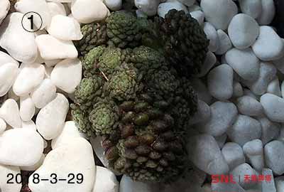 多肉補(bǔ)光燈