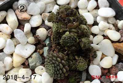 多肉補光燈使用問題注意！原創(chuàng)多肉植物LED補光實踐