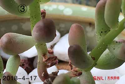 多肉植物補(bǔ)光