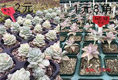 網(wǎng)站建設(shè)方案