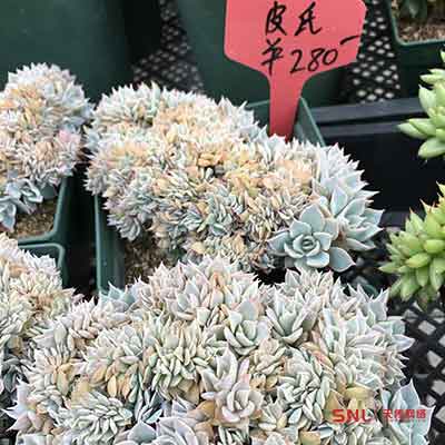 多肉植物網(wǎng)購(gòu)
