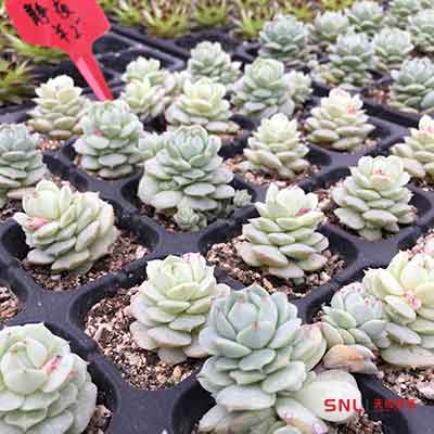 買(mǎi)多肉植物