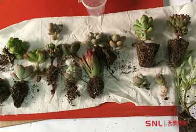 我想買多肉植物淘寶電商網(wǎng)購(gòu)可以嗎？