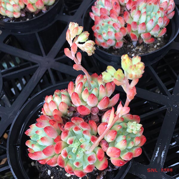 出狀態(tài) 藍蘋果