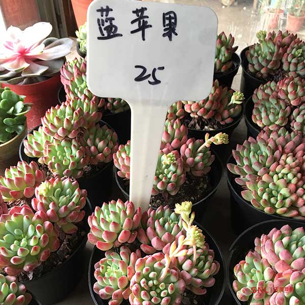 藍蘋果怎么養(yǎng)