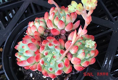 出狀態(tài)的藍(lán)蘋果多肉怎么養(yǎng)？藍(lán)蘋果怎么養(yǎng)出狀態(tài)已不是問題！