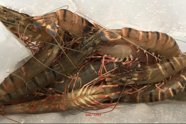 黃沙買海鮮防坑秘笈 廣州美食攻略沙面篇