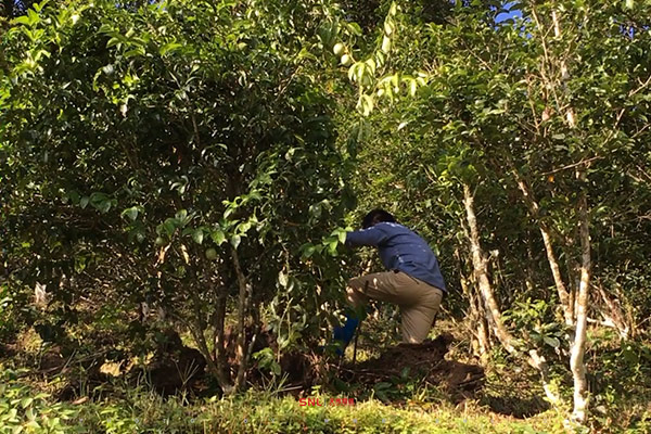 古樹茶網站設計
