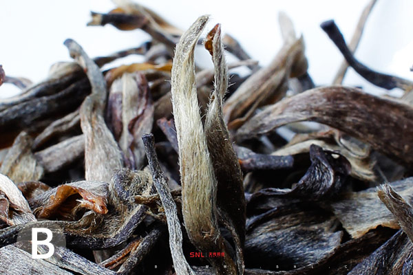 普洱生茶古樹臺(tái)地怎么區(qū)別？芽頭茶毫篇[網(wǎng)絡(luò)推廣公司原創(chuàng)非廣告！]