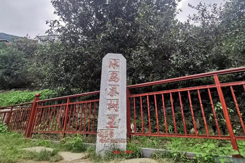 普洱茶產(chǎn)地：冰島 你喝的真是冰島古樹茶嗎？