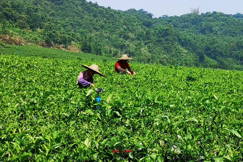 英紅九號哪個等級最貴？茶廠這樣說 不是網(wǎng)絡推廣，不是軟文！