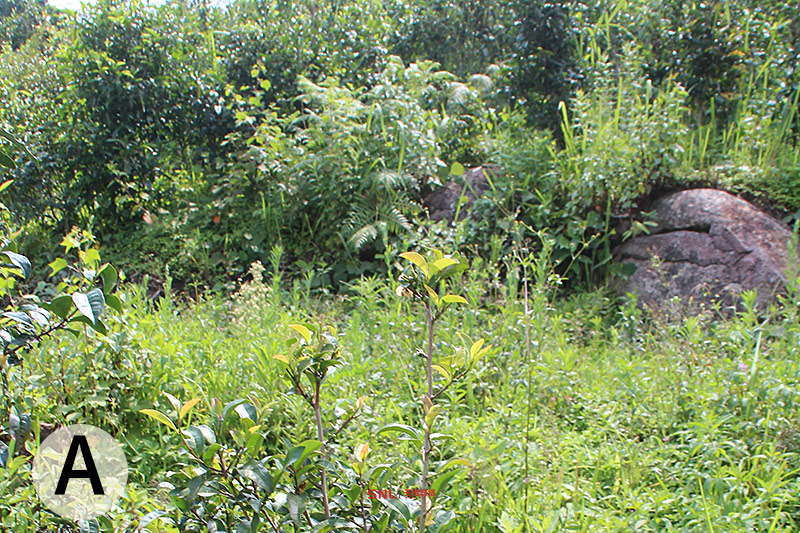 小樹普洱茶春茶好喝嗎？好喝但你買不到，電商運(yùn)營說的！