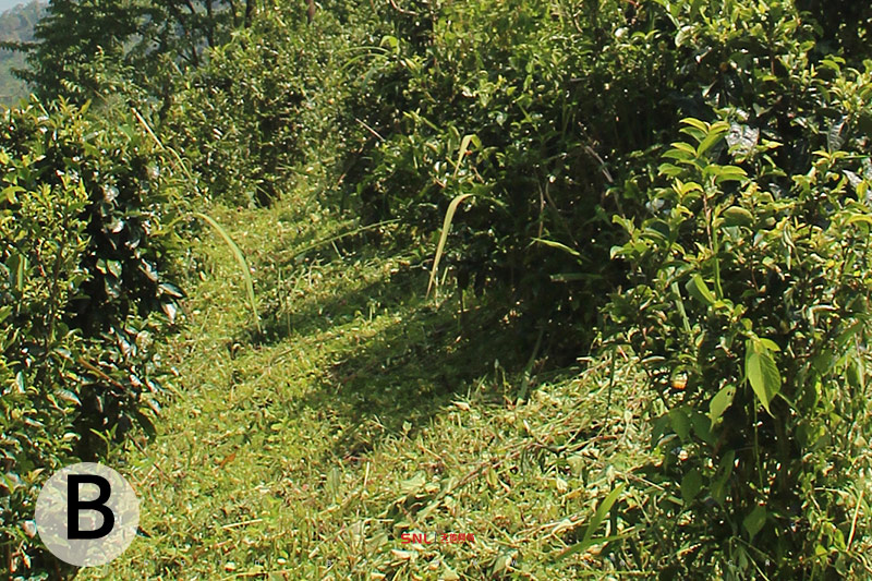 小樹普洱茶春茶好喝嗎