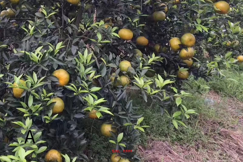 從2019年新會陳皮價格看小青柑價格多少錢一斤