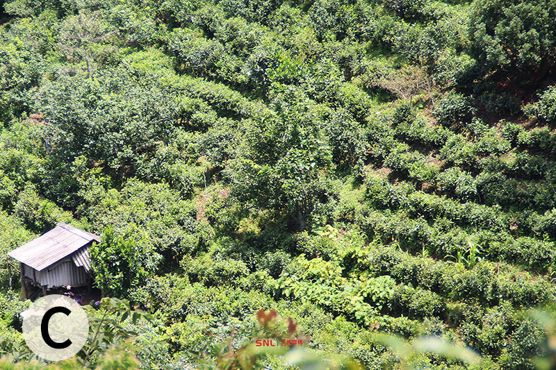 茶農(nóng)淘寶2019年普洱春茶價格差異大電商怎么做？