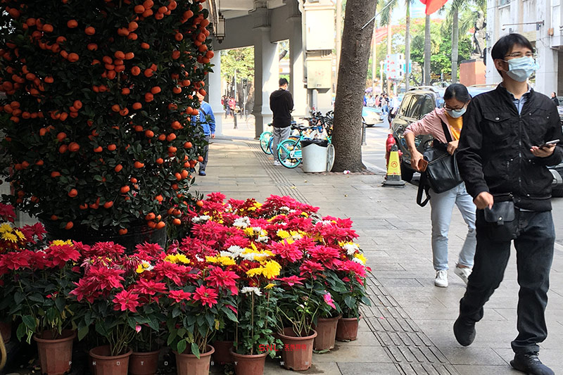 小青柑的功效與作用真能抵抗肺炎嗎？新型冠狀病毒別被坑！