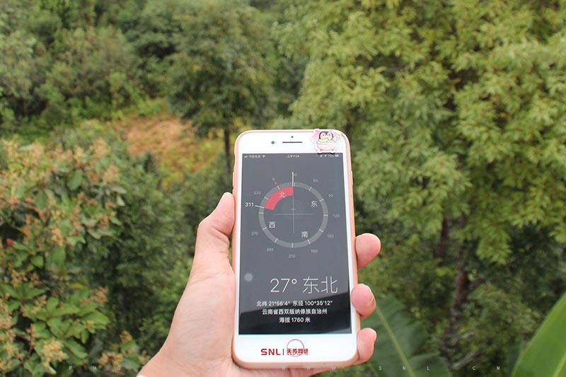 冰島古樹(shù)茶