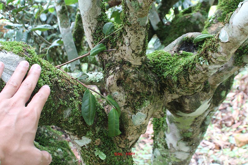 怎么辨別古樹茶
