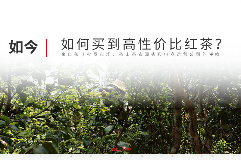 網(wǎng)上如何買到高性價比的紅茶？