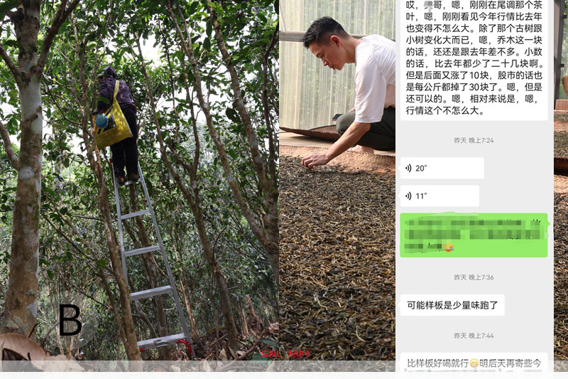 2025古樹茶多少錢