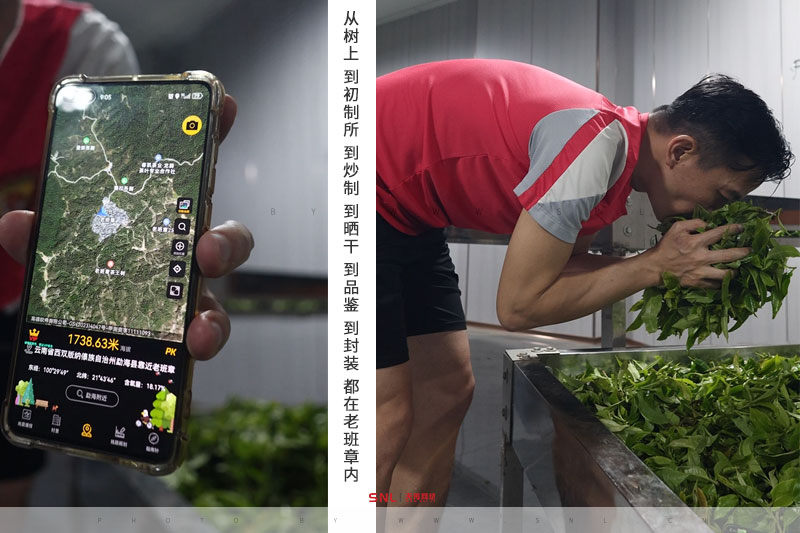 正宗老班章多少錢一斤？