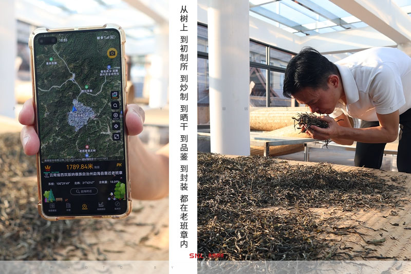 老班章的特點 老班章特點